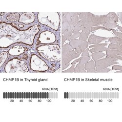 CHMP1B Antibody, Novus Biologicals:Antibodies:Primary Antibodies